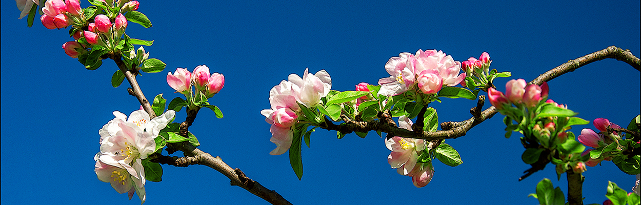 Fiori di pesco.jpg